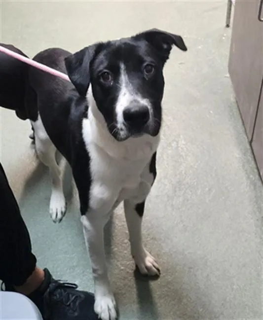 A young large-sized female Mixed Breed dog named A for adoption in Santa Fe, NM