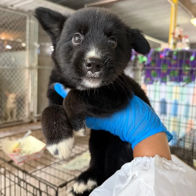 A baby large-sized male Black Mixed Breed dog named Sputnik for adoption in Edinburg, TX