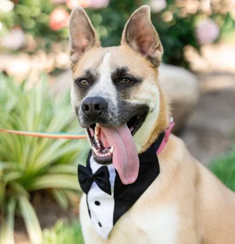 A young large-sized male German Shepherd Dog dog named Maximus for adoption in Camarillo, CA