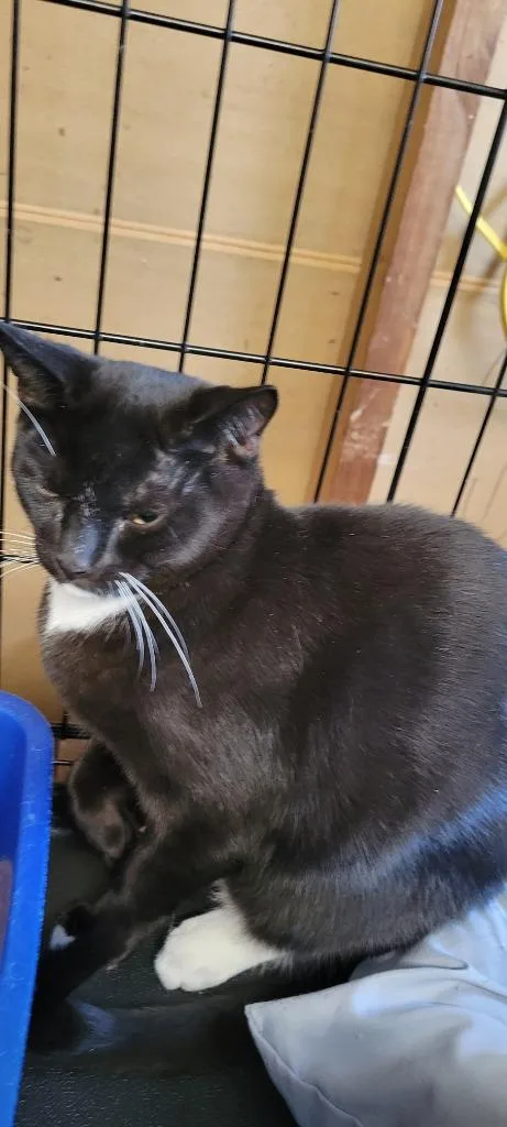A baby medium-sized male Domestic Short Hair cat named Bbiscuit for adoption in Windsor, CT
