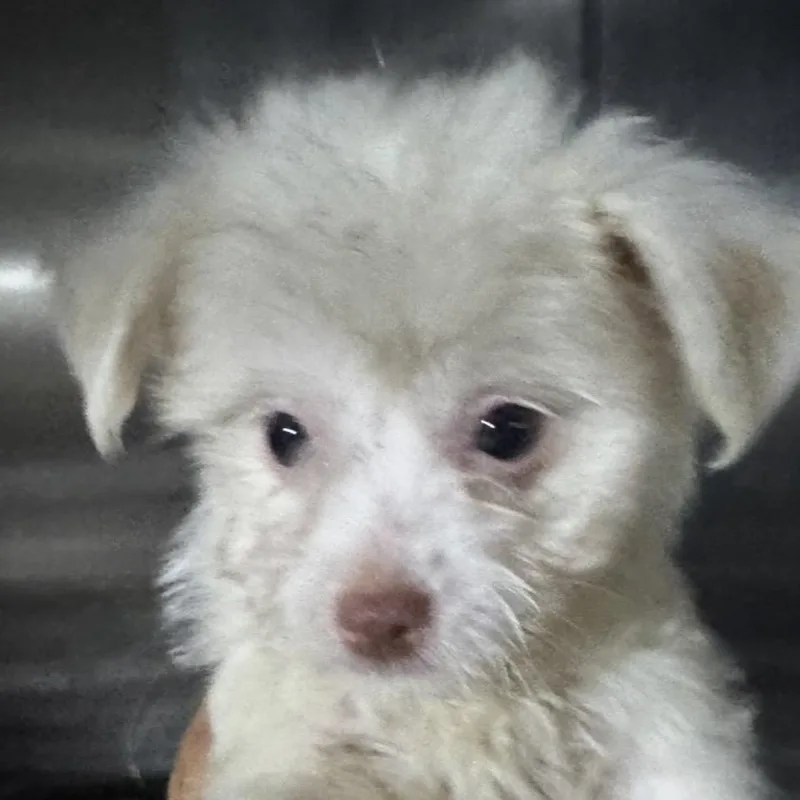A baby small-sized male White / Cream Mixed Breed dog named Iceberg for adoption in North Port, FL