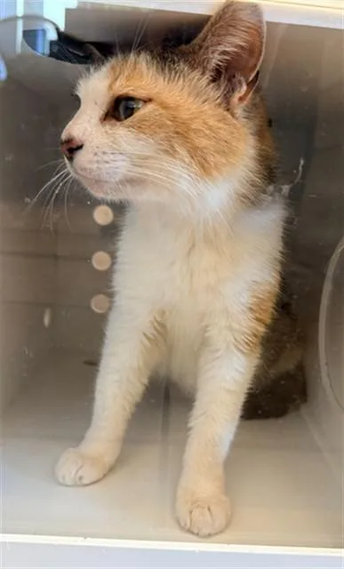 An adult medium-sized female Domestic Short Hair cat named Edith for adoption in Statesville, NC