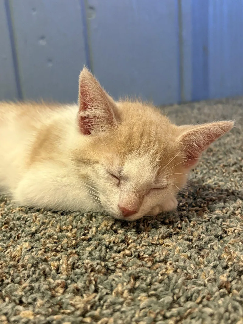 A baby medium-sized male Buff & White Domestic Short Hair cat named Pancake for adoption in Broomall, PA