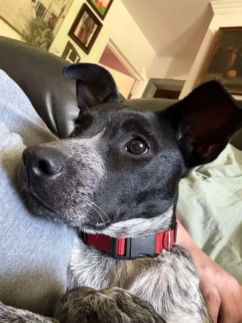 Banjo thumbnail 2