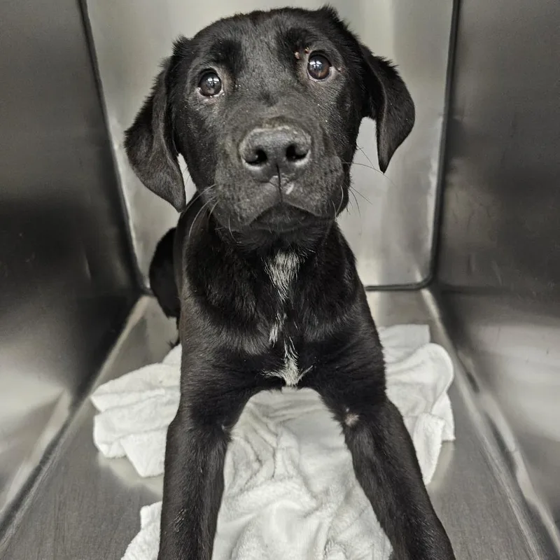 A baby medium-sized male Black Retriever dog named Michael Squints for adoption in Martinsville, VA