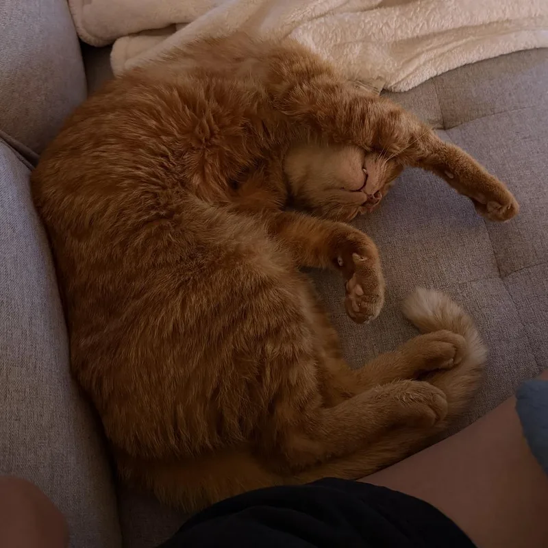 A senior small-sized male Orange / Red Domestic Short Hair cat named Mike for adoption in Long Beach, CA