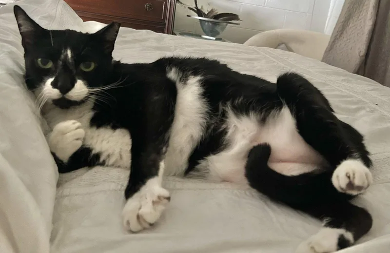TuxeE thumbnail 2