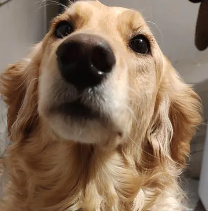Bailey