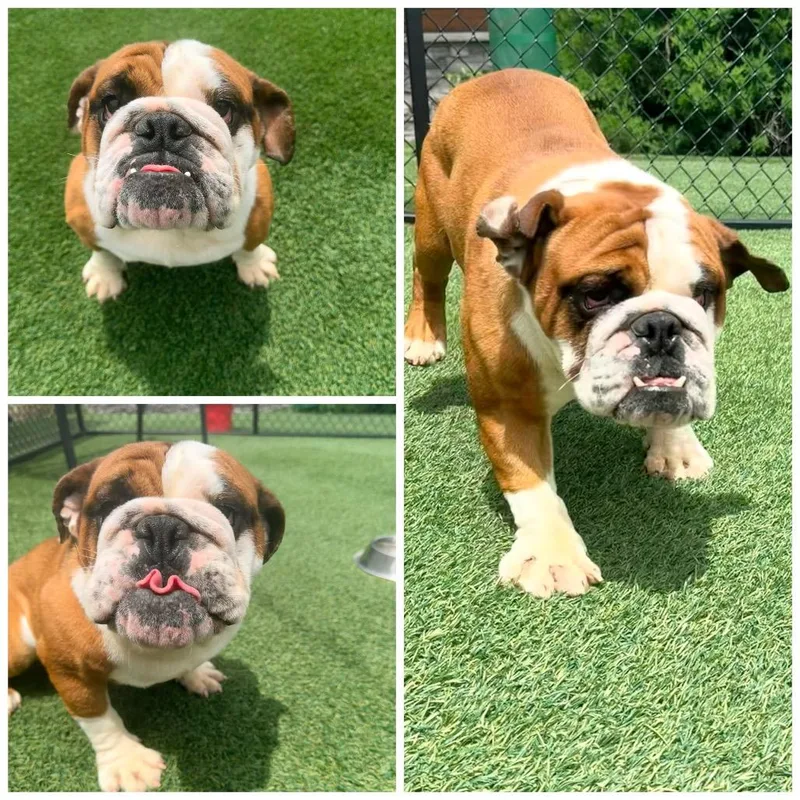 An adult medium-sized female English Bulldog dog named Ginger for adoption in Zionsville, IN