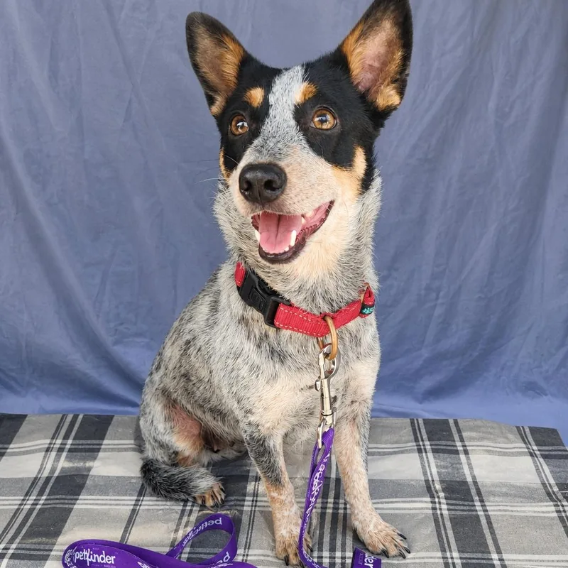 A young small-sized female Australian Cattle Dog / Blue Heeler dog named Marina for adoption in PLAINFIELD, CT