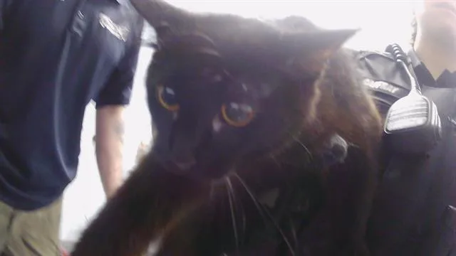 A young medium-sized female Domestic Long Hair cat named A for adoption in Charlotte, NC