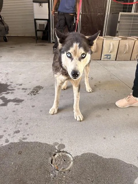 An adult large-sized female Siberian Husky dog named Blue for adoption in Riverside, CA