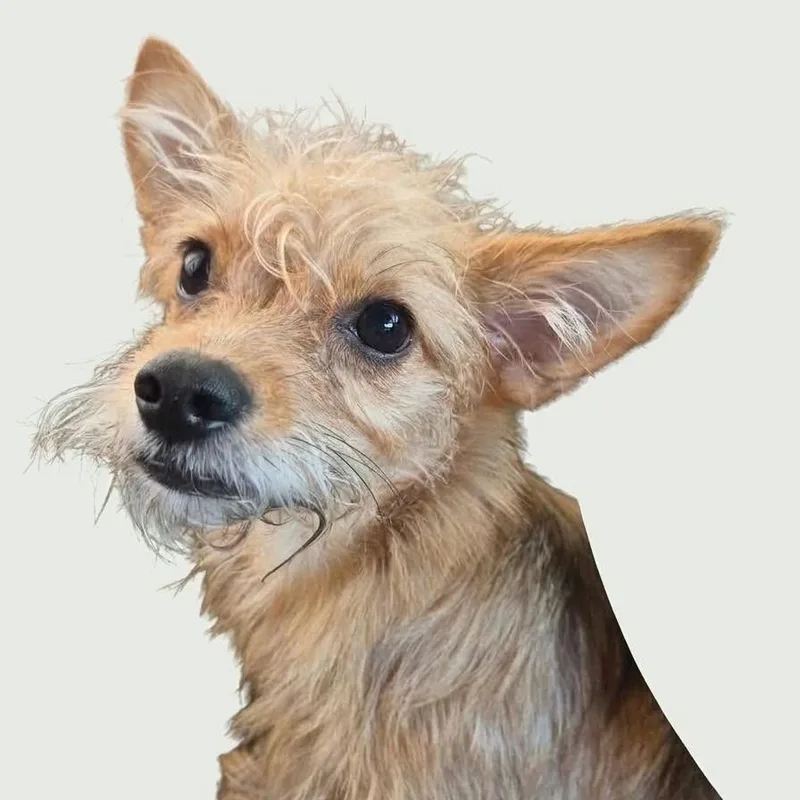 A young small-sized female Apricot / Beige Yorkshire Terrier dog named Lollipop PF for adoption in Austin, TX