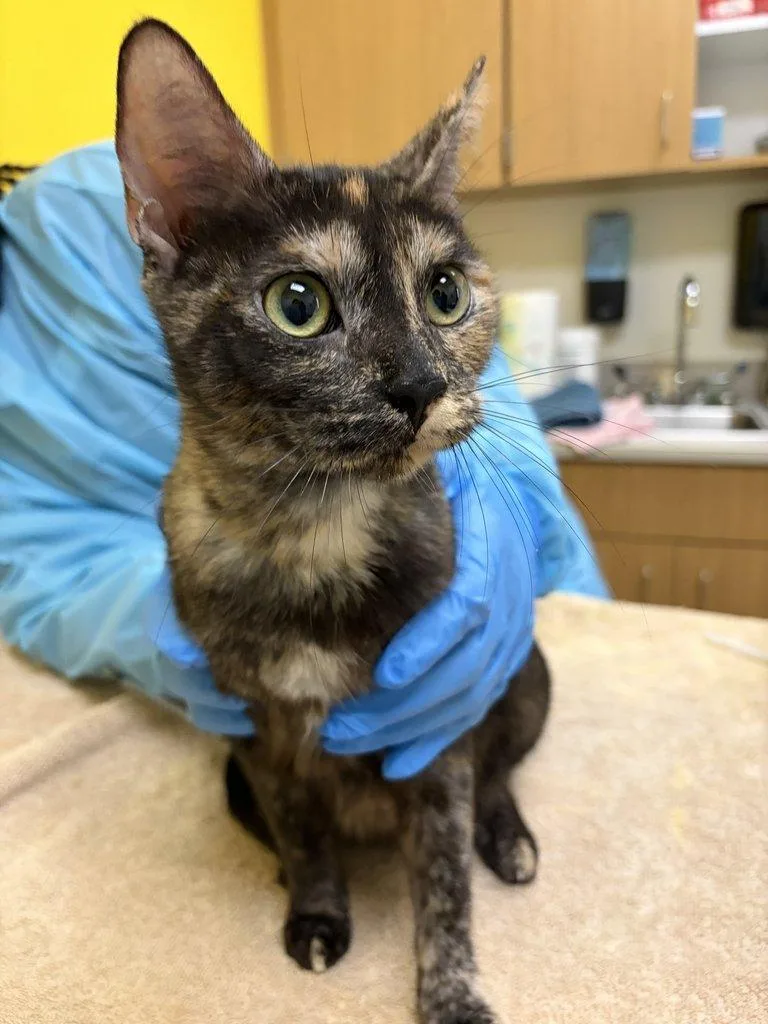 A young small-sized female Tortoiseshell Domestic Short Hair cat named Tabasco for adoption in Raleigh, NC