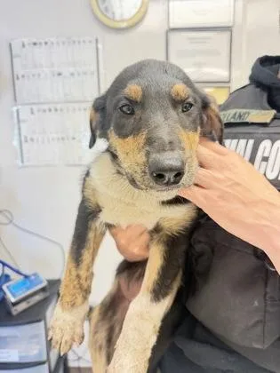 A baby small-sized male Hound dog named Abel for adoption in South Bend, IN
