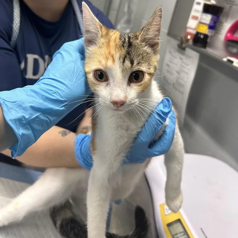 A young medium-sized female Domestic Short Hair cat named Tina for adoption in Summerville, SC