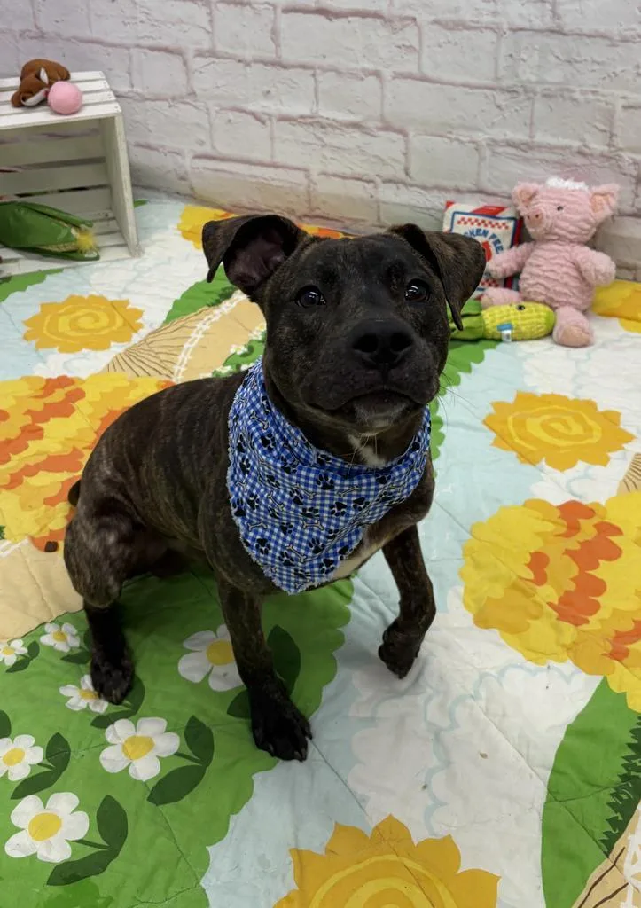 A young medium-sized male Mixed Breed dog named Sedum for adoption in Detroit, MI