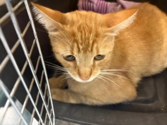 A young medium-sized female Domestic Short Hair cat named Cheeto Puff for adoption in Van Nuys, CA