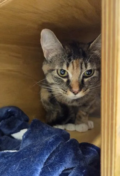 An adult small-sized female Domestic Short Hair cat named Gyda for adoption in Bellevue, WA