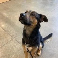 A young large-sized male Black German Shepherd Dog dog named Revi for adoption in York, PA