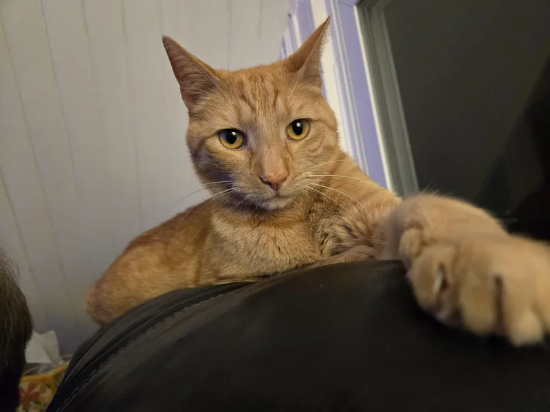 An adult large-sized male Domestic Short Hair cat named Romeo for adoption in Philadelphia, PA