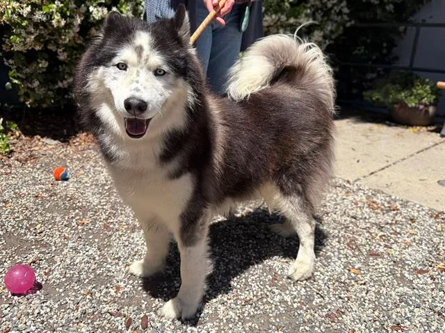 An adult medium-sized male Siberian Husky dog named Lars for adoption in Santa Rosa, CA