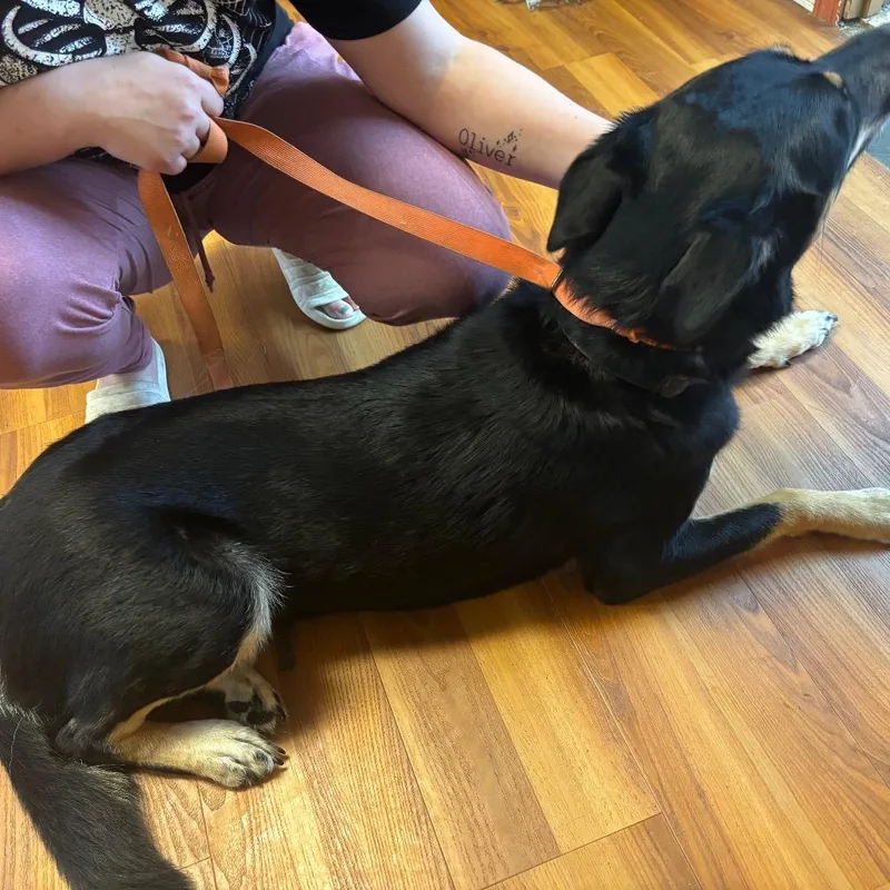 An adult large-sized female Shepherd dog named Ms.Electric for adoption in Corbin, KY