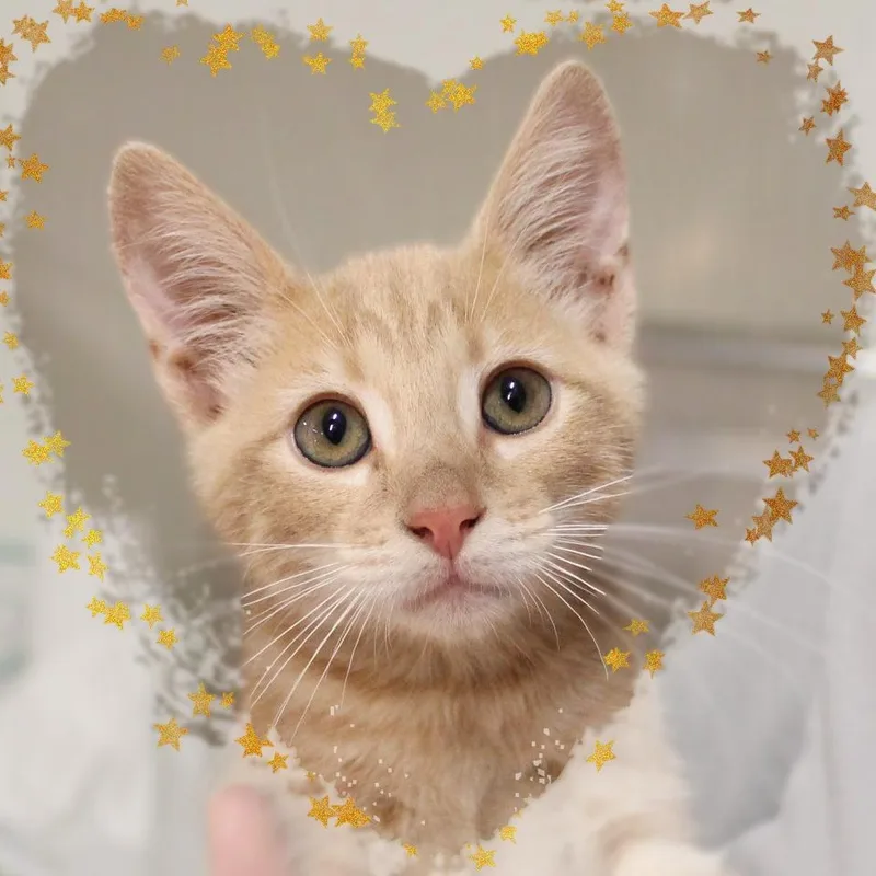 A baby medium-sized male Buff & White Tabby cat named Crimson for adoption in Amelia, OH