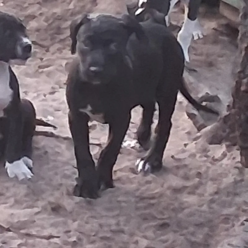 A baby medium-sized female Black Mixed Breed dog named Dakota for adoption in Morriston, FL