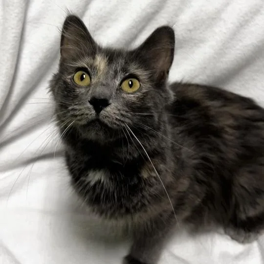 A young medium-sized female Domestic Medium Hair cat named Purrella for adoption in Jackson, MI