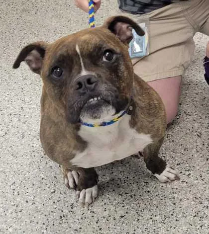 An adult large-sized female Brown / Chocolate Pit Bull Terrier dog named Lilypad for adoption in Kansas City, MO