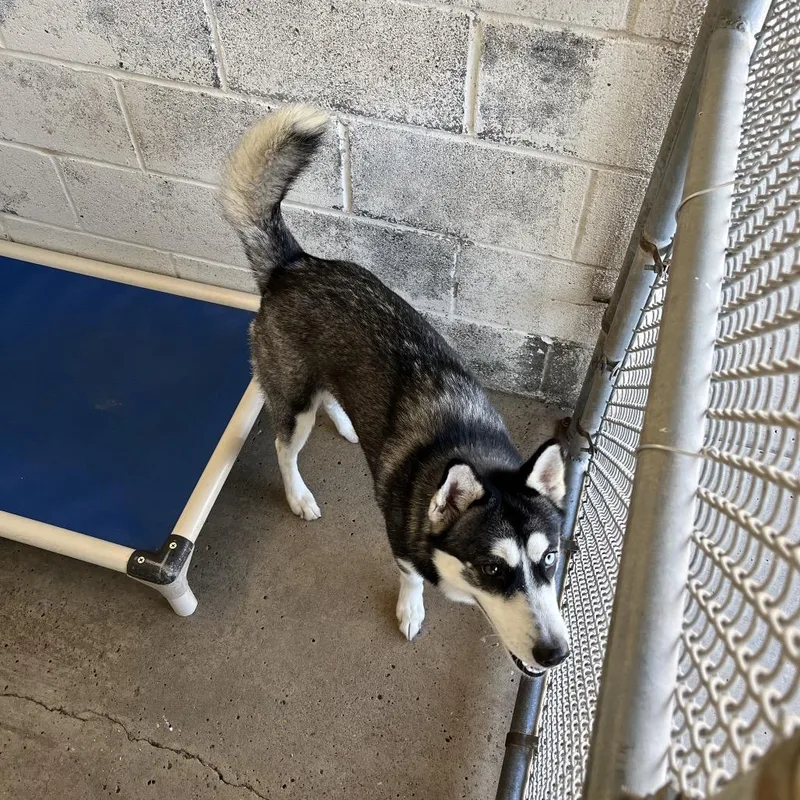 Frittata thumbnail 2