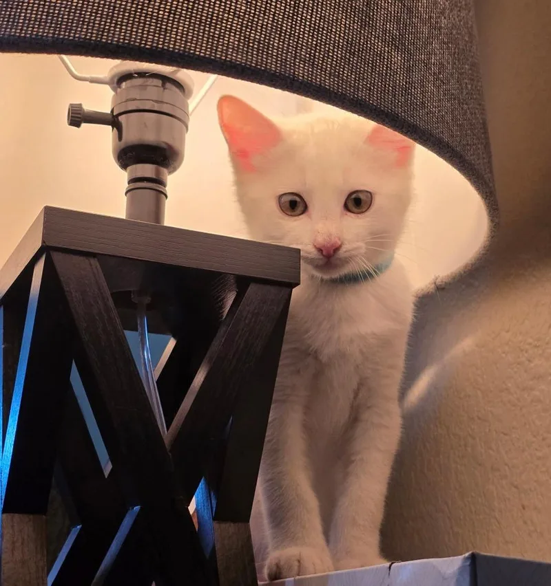 A baby medium-sized male Domestic Short Hair cat named Mozzarella for adoption in Miami, OK