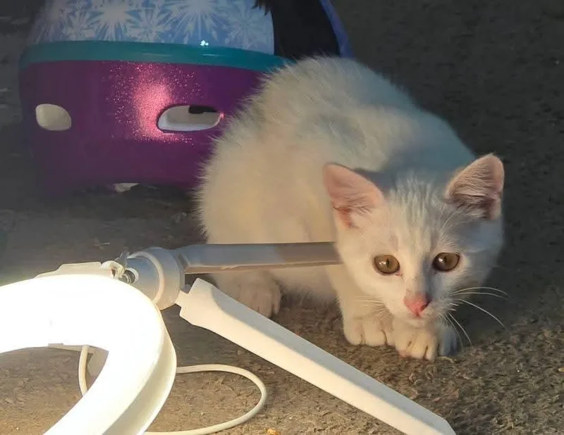 Mozzarella thumbnail 3