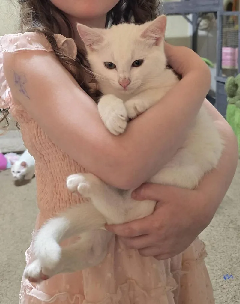 Mozzarella thumbnail 5