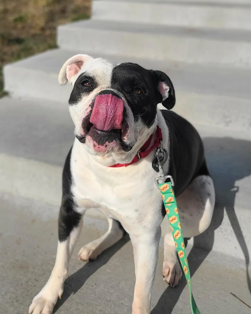 An adult large-sized female Black American Bulldog dog named Stella for adoption in Fruit Heights, UT