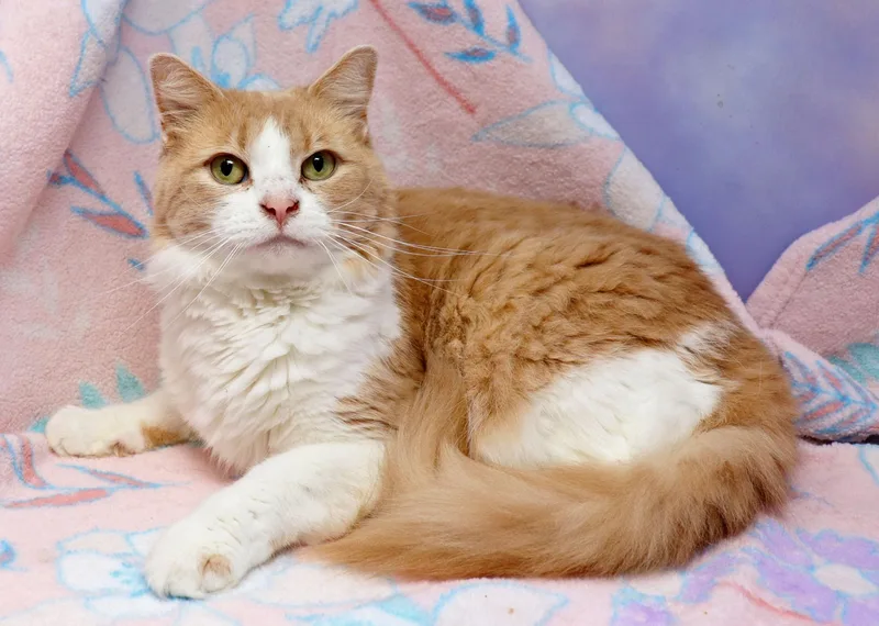An adult medium-sized female Buff & White Domestic Medium Hair cat named Nova for adoption in Tierra Verde, FL