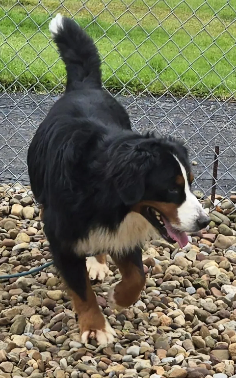 An adult large-sized male Tricolor (Brown, Black, & White) Bernese Mountain Dog dog named Bear for adoption in North Olmsted, OH
