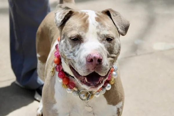 An adult large-sized female Mixed Breed dog named Victoria for adoption in Staten Island, NY