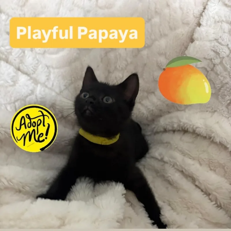 A baby small-sized female Black Domestic Short Hair cat named Papaya for adoption in Washington, DC