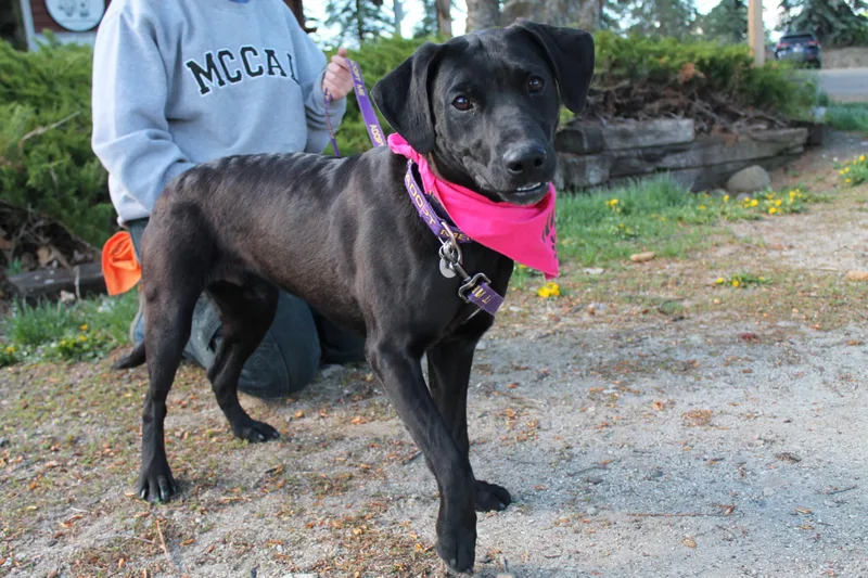 A young medium-sized male Mixed Breed dog named Kevin for adoption in McCall, ID