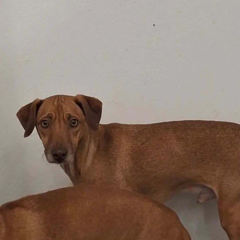 A young small-sized male Red / Chestnut / Orange Chihuahua dog named Chimichanga for adoption in Dover, AR