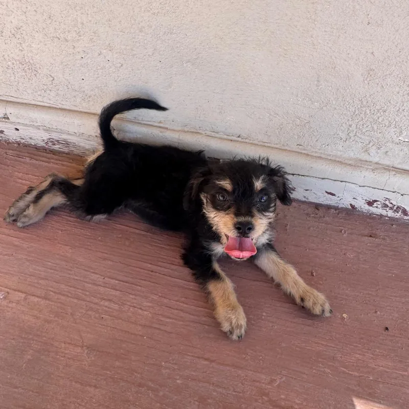 A baby small-sized female Black Terrier dog named Audrey for adoption in Phoenix, AZ