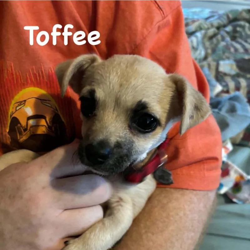 A baby small-sized male Yellow / Tan / Blond / Fawn Chihuahua dog named Toffee for adoption in Spring Hill, KS