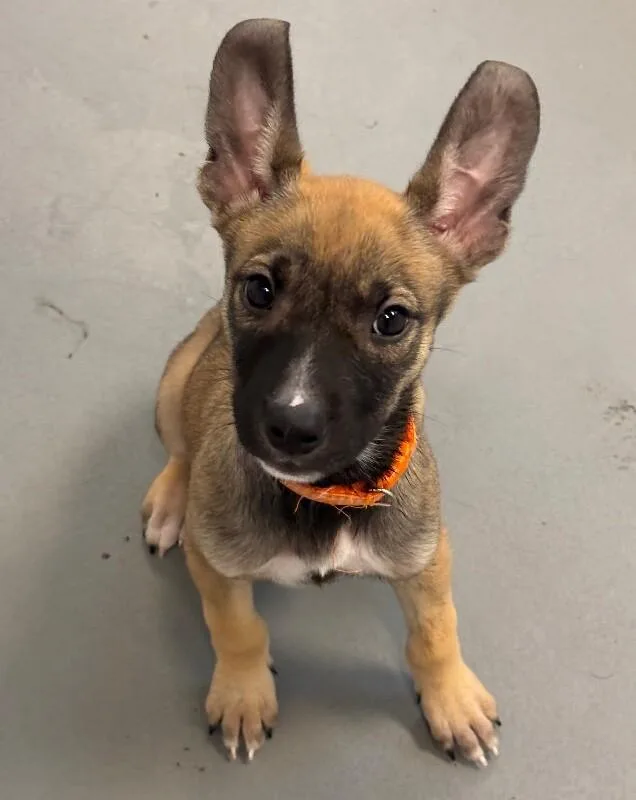A baby large-sized female Brown / Chocolate German Shepherd Dog dog named Monkey for adoption in Van Nuys, CA