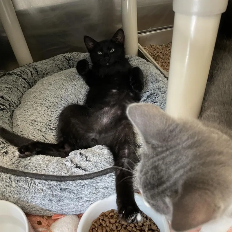 A baby small-sized male Black Domestic Short Hair cat named Cerberus for adoption in Enfield, NH