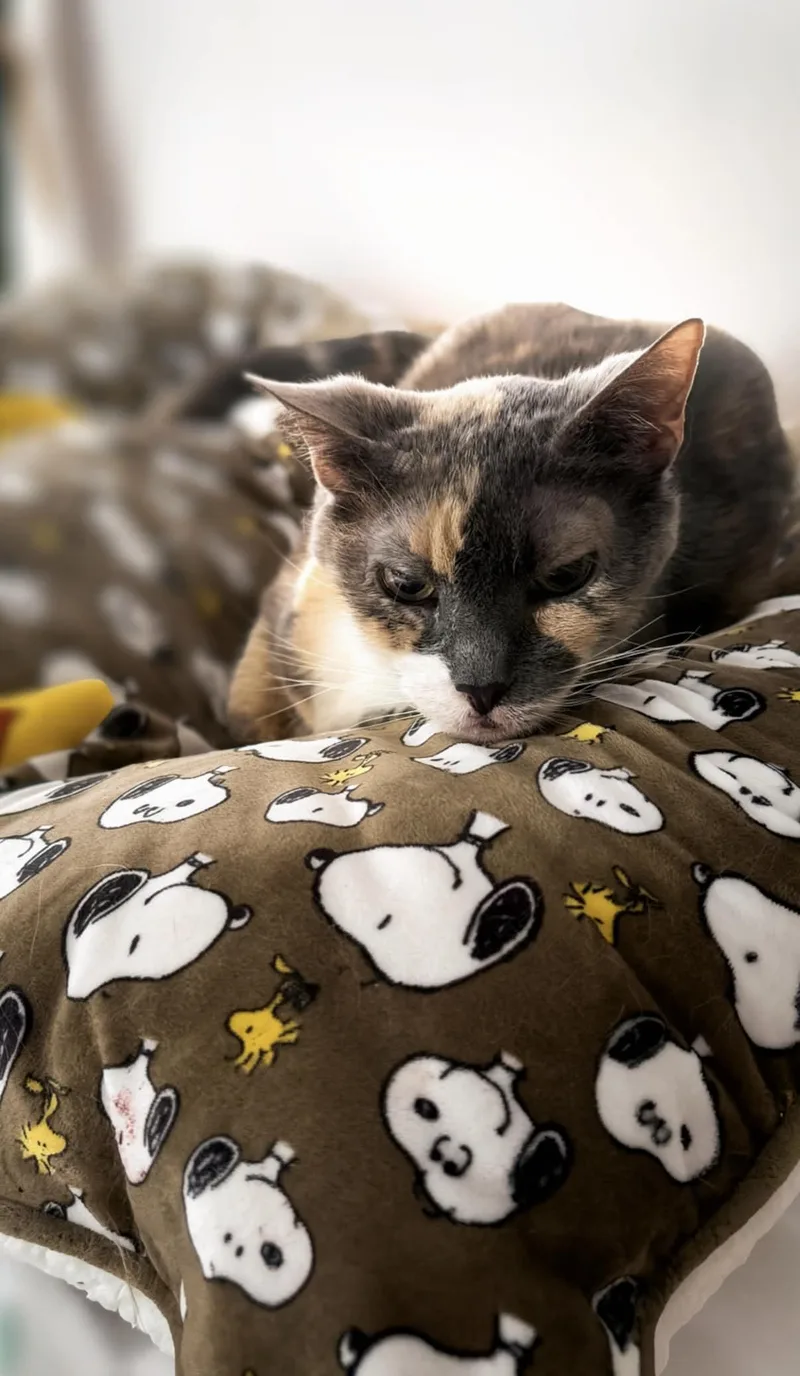 A senior medium-sized female Dilute Tortoiseshell Domestic Short Hair cat named Eddie for adoption in Weehawken, NJ