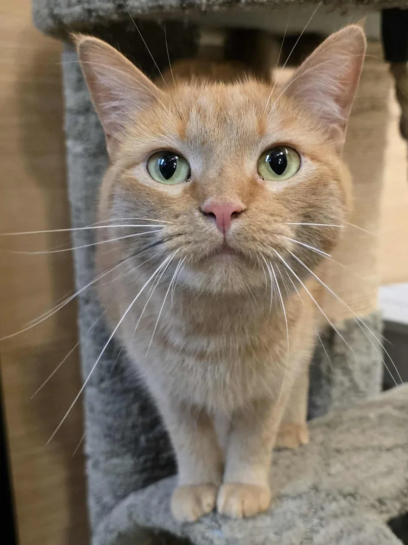 An adult medium-sized female Tabby (Orange / Red) Domestic Short Hair cat named Bernadette for adoption in Sioux Falls, SD