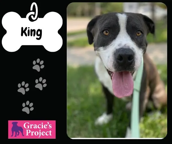 An adult medium-sized male Pit Bull Terrier dog named King for adoption in Canyon, TX