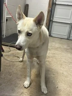 An adult medium-sized male Siberian Husky dog named Bowie for adoption in Gainesville, FL